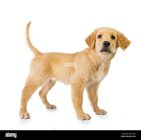 Golden retriever dog standing isolated in white background Stock Photo - Alamy