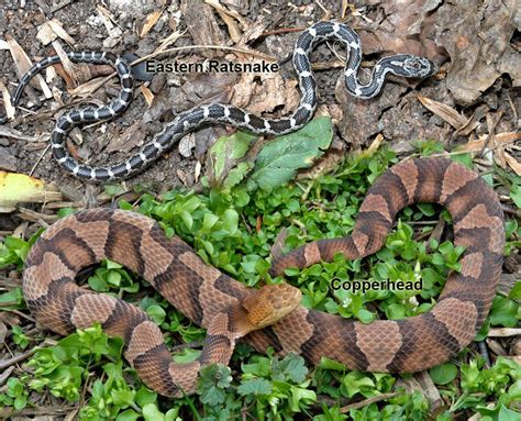 8 Snakes That Look Like Copperheads (With Pictures) – Nature Blog Network