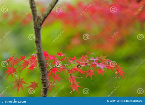 Red maple tree leaves stock photo. Image of fall, leaves - 23841664