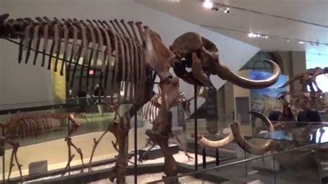 Canada. Toronto. Royal Ontario museum 2. Dinosaurs & minerals. 2014. - YouTube