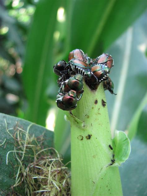 It's a bug's life: Japanese beetle damage is detected