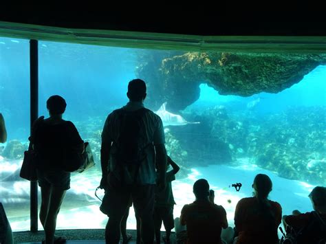 Dolphin Cove Underwater Viewing at SeaWorld Orlando - ZooChat