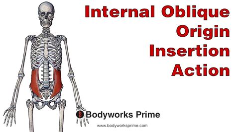 Internal Oblique Anatomy: Origin, Insertion & Action - YouTube