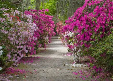 Must do the slave tour. - Review of Magnolia Plantation & Gardens ...