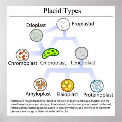 Diagram of Different Plastid Types Photosynthesis Poster