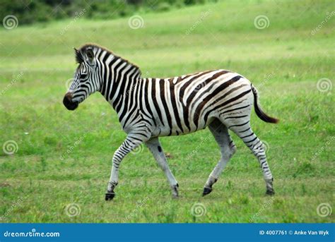 Zebra foal stock image. Image of horizontal, african, green - 4007761