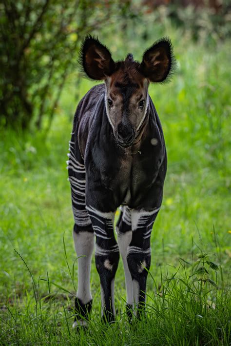 A rare 'highly endangered' giraffe zebra hybrid has been born at Chester Zoo