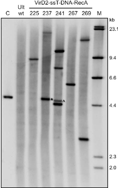 Southern-blot analysis of the transgene copy number and integration ...