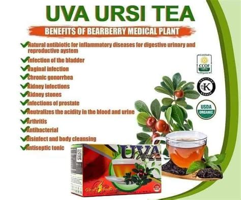 UVA Ursi Bearberry Tea Online - Home | Facebook