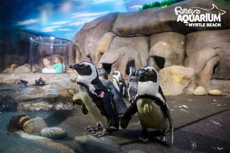 Penguins Arrive at Ripley’s Aquarium of Myrtle Beach! - Ripley ...