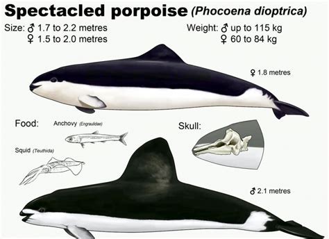 Spectacled Porpoise – "OCEAN TREASURES" Memorial Library