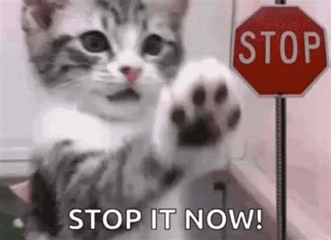 Stop It Now Cat GIF | GIFDB.com