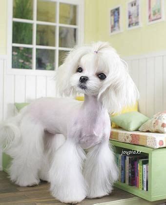 asian fusion grooming - Google Search | Toilettage canin, Toilettage chien, Chiens et chiots