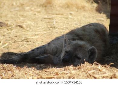 South African Brown Hyena Conservation Stock Photo 1534914155 | Shutterstock