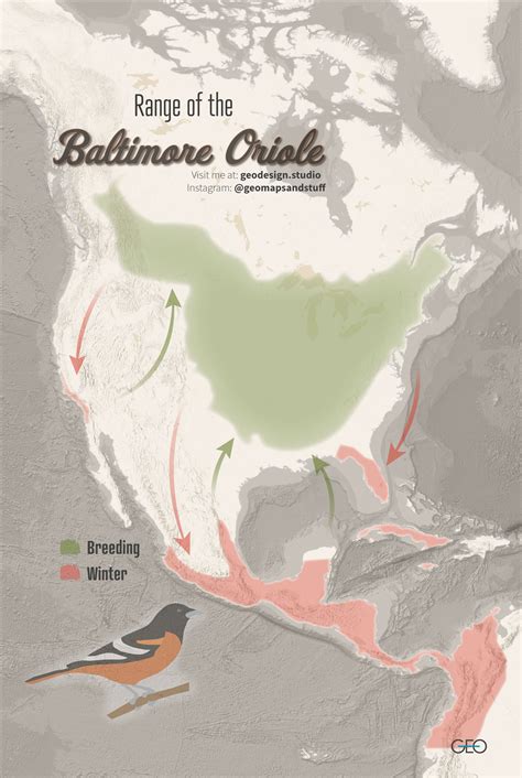 Migration range of the Baltimore Oriole : MapPorn