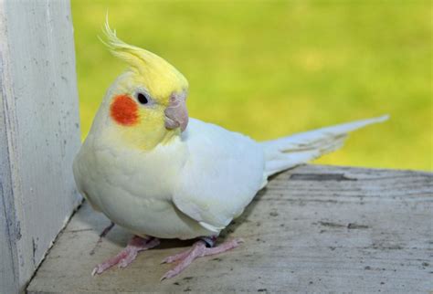 Lutino Cockatiel Facts, Pet Care, Housing, Price, Pictures