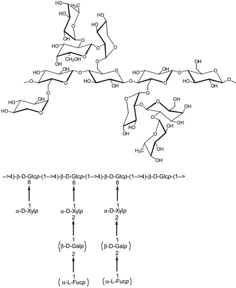 Example of xyloglucan structure (Teleman [2009]). | Download Scientific ...