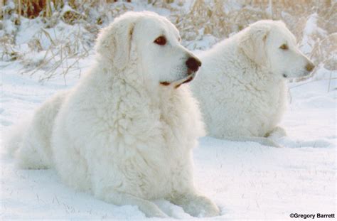 KUVASZ PHOTOGRAPH GALLERY