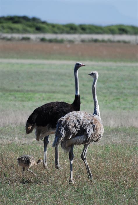 Free Images : nature, prairie, wildlife, beak, africa, scenery, ostrich ...