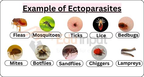 10 Examples of Ectoparasites