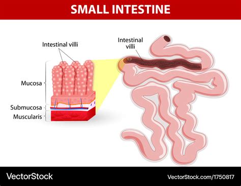 Intestinal villi diagram Royalty Free Vector Image