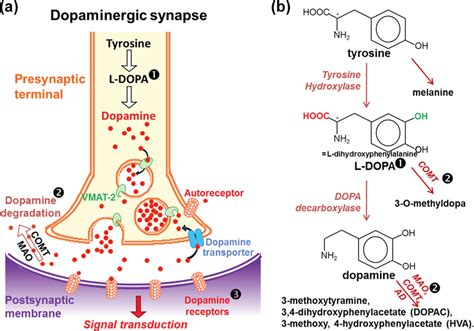 Dopaminergic synapse and dopamine metabolism. (a,b) In the presynaptic... | Download Scientific ...