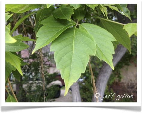 Boxelder Maple Leaves | Boulder Tree Care - Pruning & Tree Removal Services