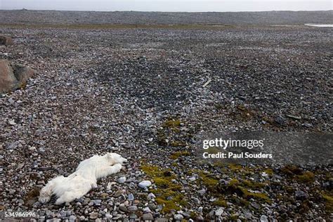 Dead Polar Bear Photos and Premium High Res Pictures - Getty Images