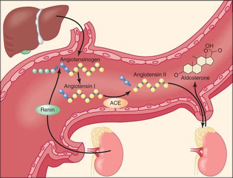 Renin-angiotensin-aldosterone system