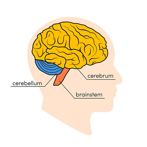 Parts Of The Human Brain And Functions