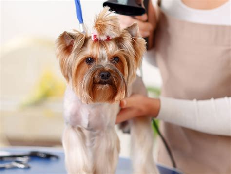 Grooming – Pets Grooming