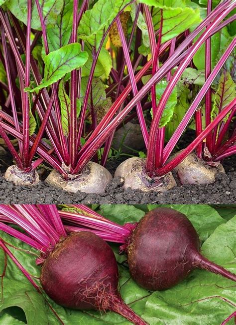 Planting and Growing Guide for Beetroot (Beta vulgaris), also known as beets, in home gardens