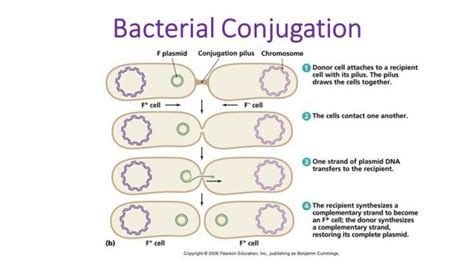 Bacterial Conjugation: steps and mechanism of transfer of plasmid from donor to recipient cell ...