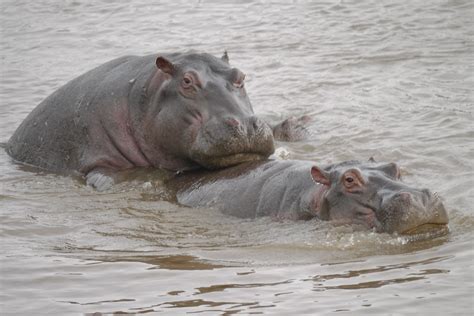 "Hippos Mating!" | Mara river, Mara North Conservancy, Masai… | Flickr