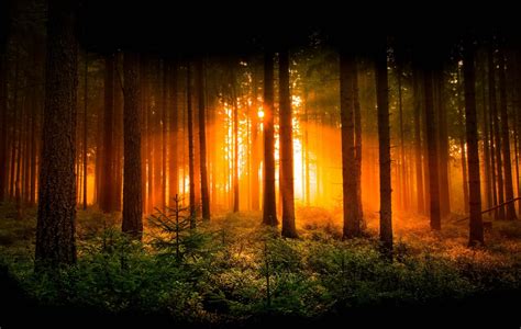 HD wallpaper forest dawn tree sun rays nature