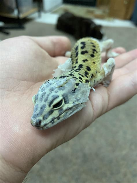 Leopard Gecko Shedding - Leopard Gecko Shedding Everything You Need To Know Pet Keen, Then put ...