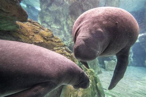 Premium Photo | Newborn baby manatee close up portrait