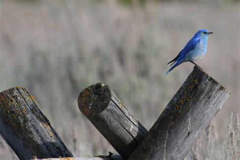 Adventure Journal: Birding in Grand Teton National Park - Grand Teton National Park Foundation