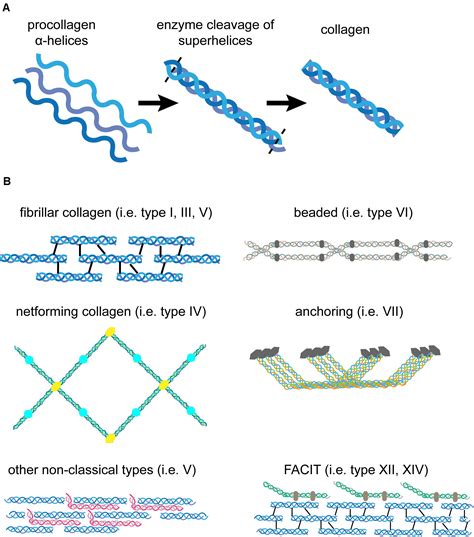 Frontiers | The Extracellular Matrix in Skin Inflammation and Infection