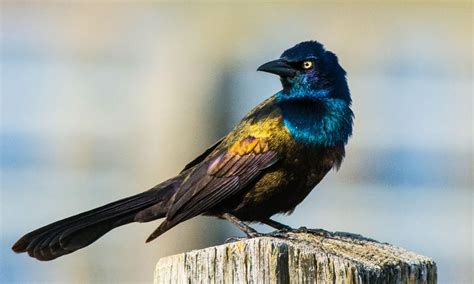 Common Grackle - A-Z Animals