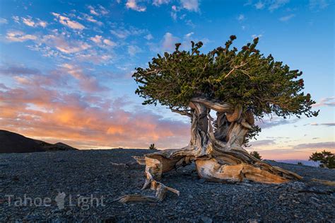 Great Basin National Park | Tahoe Light Photography