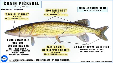 ChainPickerel — Koaw Nature