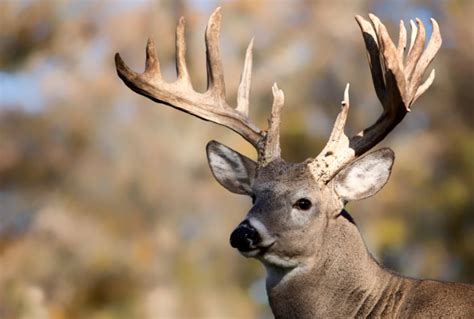 Teen Girl Takes World-Record-Breaking Buck - Sporting Classics Daily