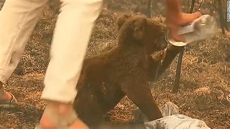 Koala rescued from Australia bushfire reunited with hero grandma - CNN