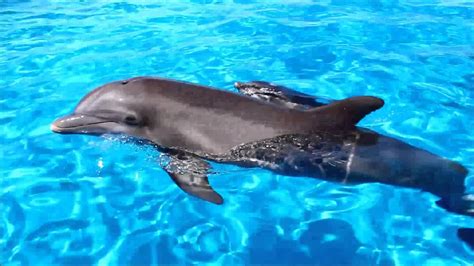 Baby Dolphin at Gulfworld - YouTube