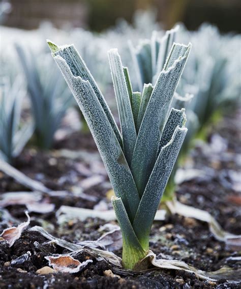 How to harvest leeks: expert tips for lifting perfect leeks | Homes ...