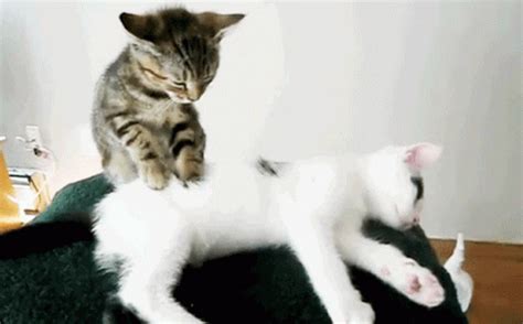 Cats Kitten GIF – Cats Kitten Massage – Откриване и споделяне на GIF ...