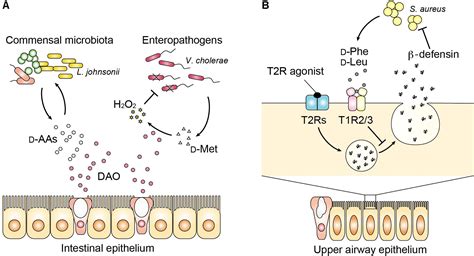 Frontiers | Emerging Role of D-Amino Acid Metabolism in the Innate Defense