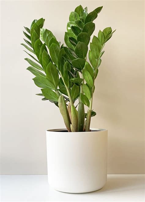 Zanzibar Gem | Zamioculcas zamiifolia | Indoor Pot Plant – The Plant Project