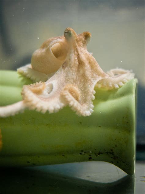 Landmark sequencing of octopus genome shows basis for intelligence ...